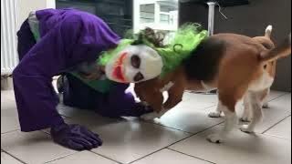 Funny Beagles vs THE JOKER!! Beagles Louie & Marie