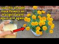How to get more flowers on marigold again and again | care of marigold tips n fertilizers