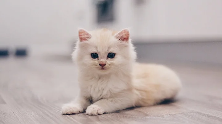 Video 10572151: cats kittens meowing compilation, kittens meowing compilation funny