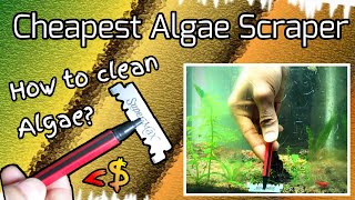 Testing diy algae scraper + My no tech tank update|How to clean aquarium glass|cheap #algae scraper