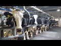 Dairy Farm Tour: Witnessing Cow Milk Production in Action&quot;