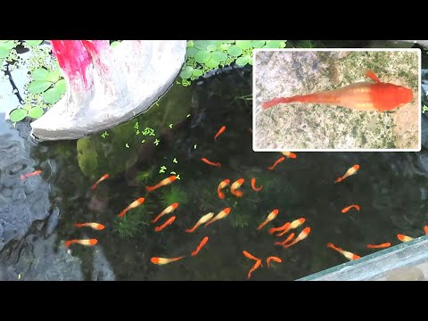 Video Aquarium (40 Koi guppies) day 1 to day 64 ???? Hồ cá (40... - youtube