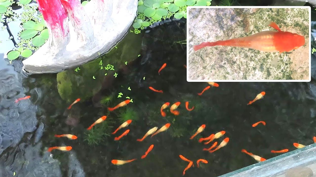 Аквариум (40 гуппи кои) с 1 по 64 день