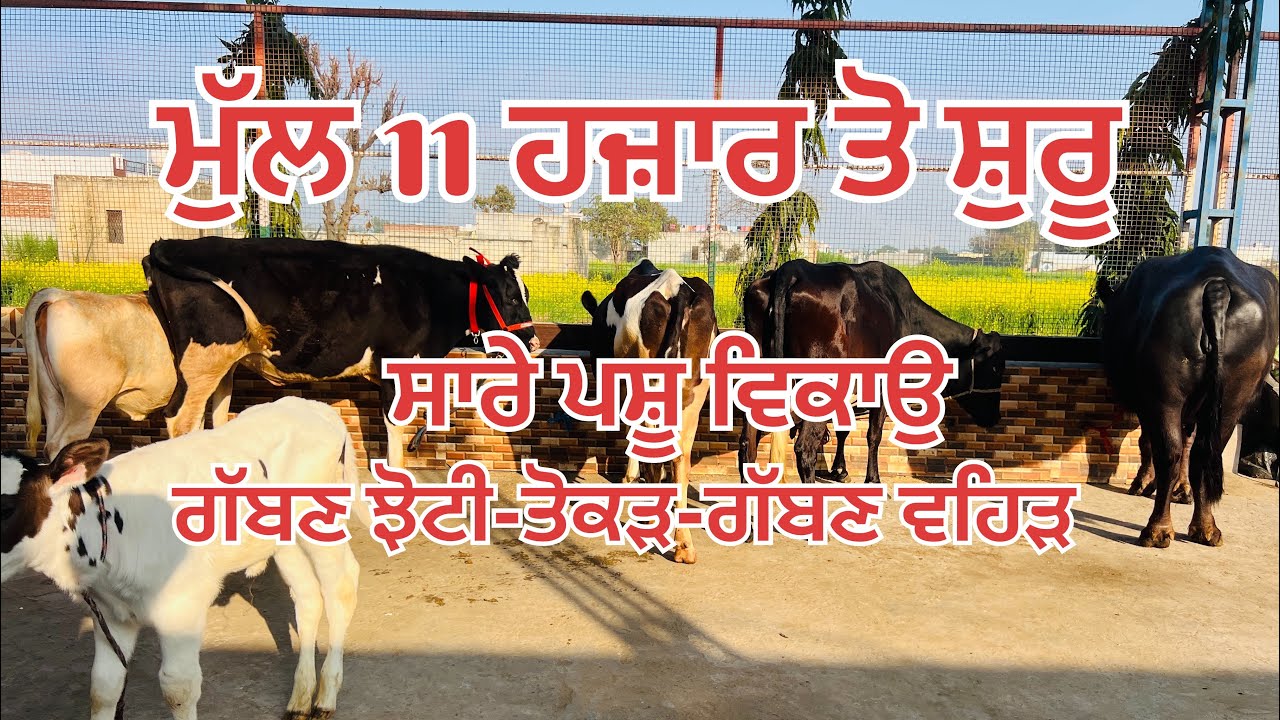 ਮੁੱਲ 11 ਹਜ਼ਾਰ ਤੋ ਸ਼ੁਰੂ 🔥 ਸਾਰੇ ਪਸ਼ੂ ਵਿਕਾਉ 🔥ਗੱਬਣ ਝੋਟੀ 🔥ਤੋਕੜ-ਗੱਬਣ ਵਹਿੜ 🔥 ਸੂਈ ਵਹਿੜ ਵੱਛੀ 🔥ਖੀਰੀਆਂ ਵੱਛੀਆ 🔥