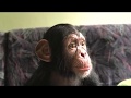 Новая дружба в Фельдман Экопарк: орангутан «зафрендил» шимпанзе!