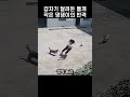 주인을 건드렸다고 들개가 달려들자 댕댕이가 한 놀라운 행동 주인을 건드렸다고 들개가 달려들자 댕댕이가 한 놀라운 행동