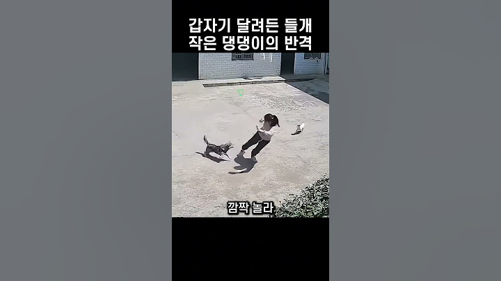 "주인을 건드렸다고?!.." 들개가 달려들자 댕댕이가 한 놀라운 행동