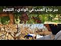 تقليم العنب في وادي سوف