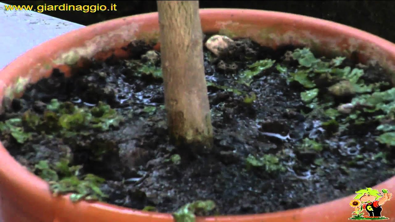 Limone youtube Muffa sulla terra vaso