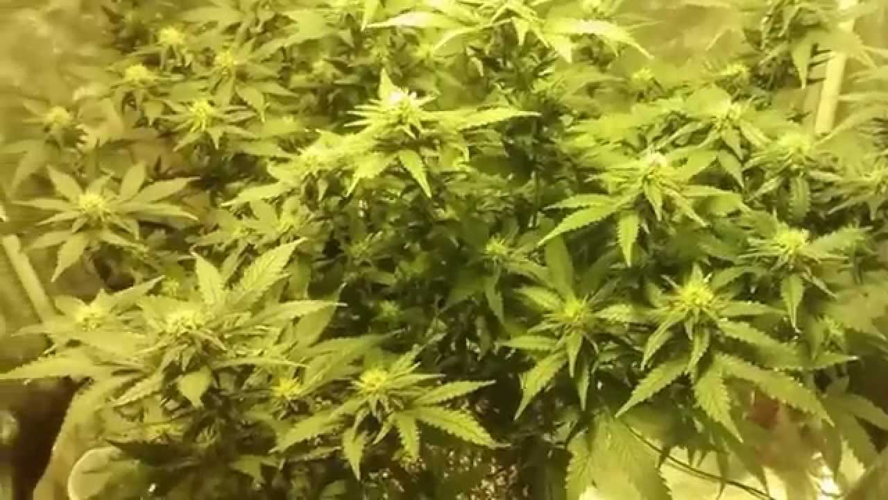 White widow day 29 flowering