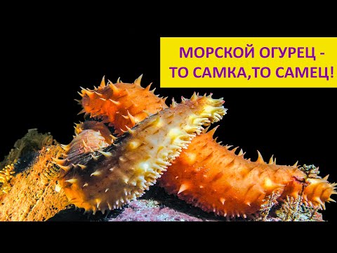 Кто может менять пол, кроме рыб? Наталья Носова