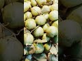 How to make with guava # এটা হচ্ছে পিয়ারা ফল #pleasesubscribe#