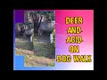 Deer &amp; Acid Music visuals