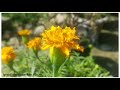 Flower  nayan jyoti hazarika  