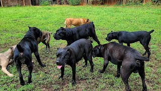 20 SPICY Cane Corso's get disciplined