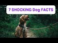 7 SHOCKING Dog Abilities Science Can’t Ignore
