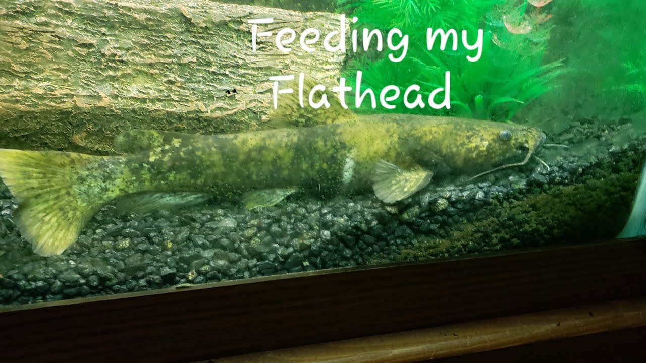 Feeding My Pet Flathead Catfish How A Flathead Catfish Eats YouTube feeding-my-pet-flathead-catfish-how-a-flathead-catfish-eats-youtube