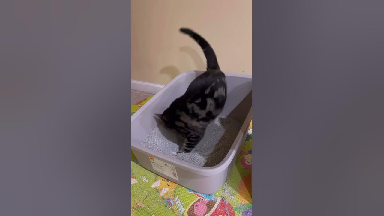 How my cat uses the litter box. YouTube