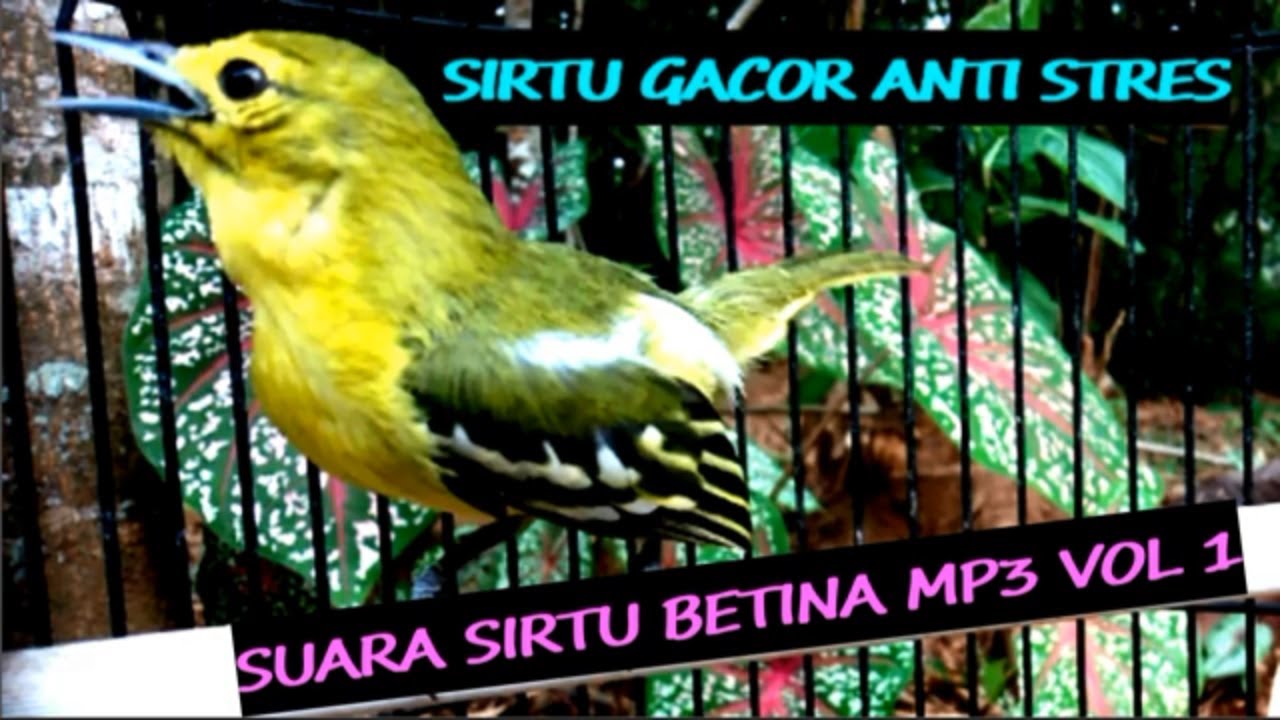 Suara Burung SIRTU BETINA & JANTAN // sirtu jantan dan betina pancingan