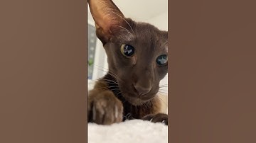 Captivating Glimpse of Yolli: Mesmerizing Black Oriental Cat with Stunning Eyes