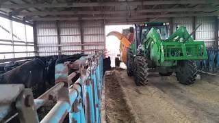Bedding Cattle with Haybuster