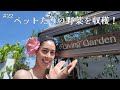 #22 ペットたちの野菜を収穫！／ Giving Garden!