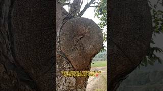 CÂY XÀ CỪ ĐỘC LẠ U BỨU TUYỆT ĐẸP TRÊN TÂY NGUYÊN