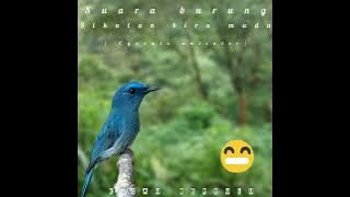 Suara burung sikatan biru muda (cyornis unicolor)