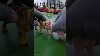 호랑이 vs 돼지 Tiger vs Pig