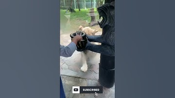 Having Fun Feeding Piece of Meat to a Lion in The Zoo #shorts #lion #feeding #wildanimals