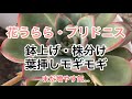 [多肉植物]花うらら・プリドニス^_^鉢上げ・株分け・葉挿し　また増やす…