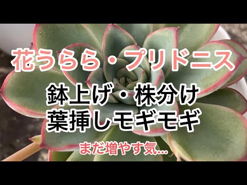 多肉植物 花うらら プリドニス 鉢上げ 株分け 葉挿し また増やす Youtube