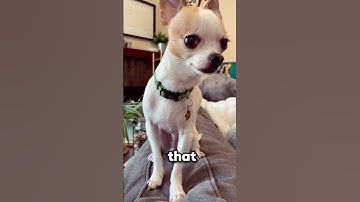 Thumbnail of Dogs Aren't Actually Colorblind 🐶