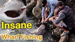 How to Catch A Sevengill SHARK  Insane Wharf Fishing In NZ!