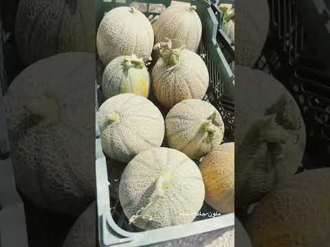 بارگيري روزانه ملون شمام جانا ملون جانا خربزه ميدان تره بار صادرات آنلاين  فروت
