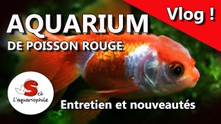 Aquarium poisson rouge/ entretien aquarium ( nouveauté )