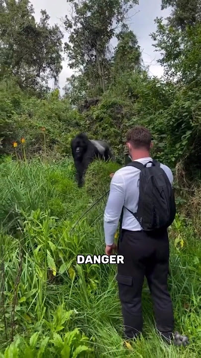 'Why Don’t Gorillas Attack Tourists?'