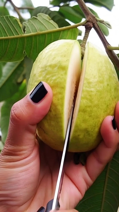 Perfect slicing of guava fruit #guava #satisfying