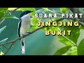 Suara Pikat Jingjing Bukit Gacor Paling Top - Bar Winged Flycatcher Shrike