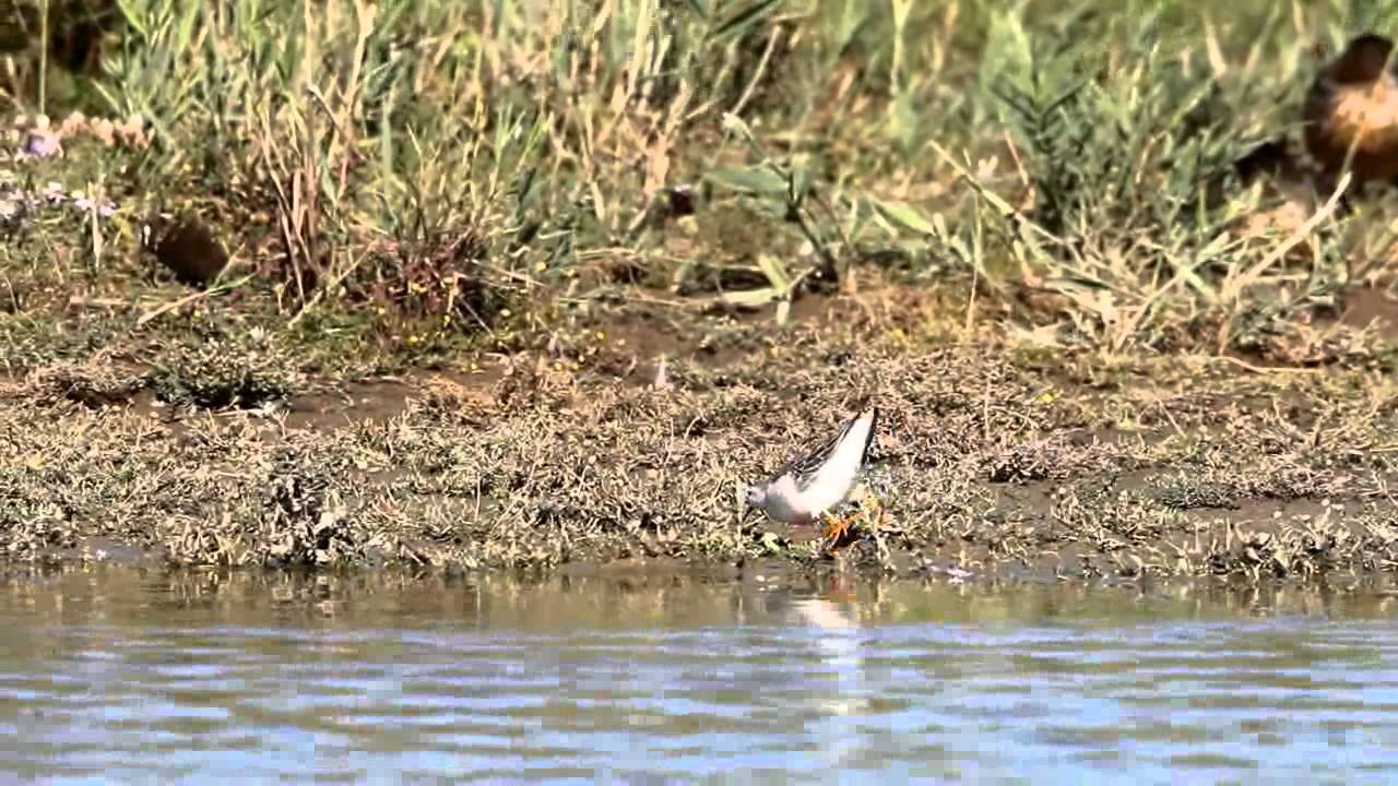 Wilson's Phalarope feeding 