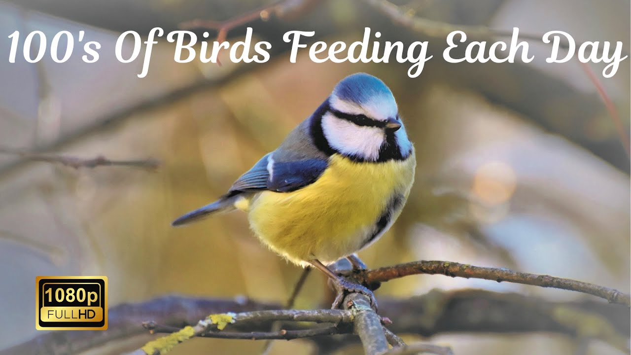 100s of Finches, Tits & Robins etc Feeding From UK Countryside Garden 173 (HD): 21/2/26 - Edited