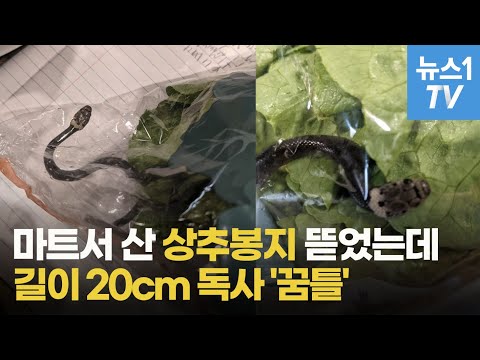 샐러드 먹으려고 상추샀는데...봉지 속에 <strong>독사가</strong> &amp;#39;꿈틀&amp;#39;(feat.머선129)