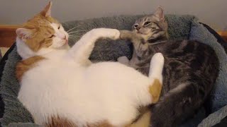 Cats Snuggling After Tussling