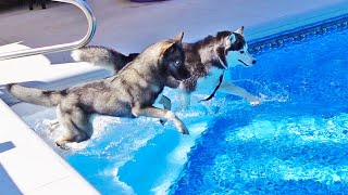 The Dogs Jumped In The Pool At The Same Time