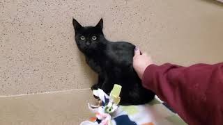 Corbin A878682 ADOPTED 25
