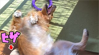 まるだってヒザの上が好きだもの【レトリバー】【三毛猫】