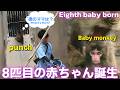 【パンチくん日記🐵】祝!8匹目の赤ちゃん誕生。6月1日は休園日なので、昨日のランチタイムからの続きの映像をどうぞ_市川市動植物園【Monkey Punch's Diary_2026/5/31】