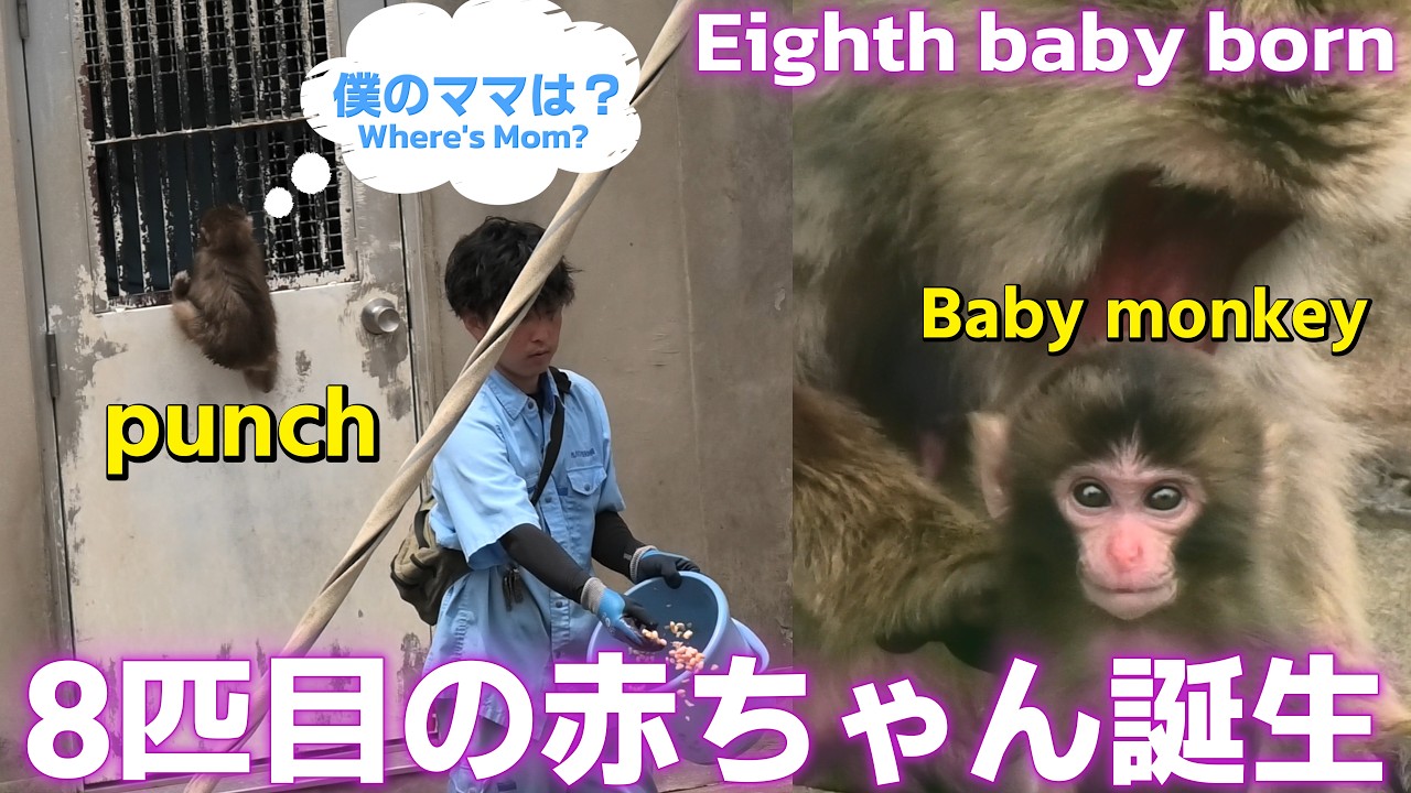 Congratulations! The 8th baby monkey has been born. Here's the