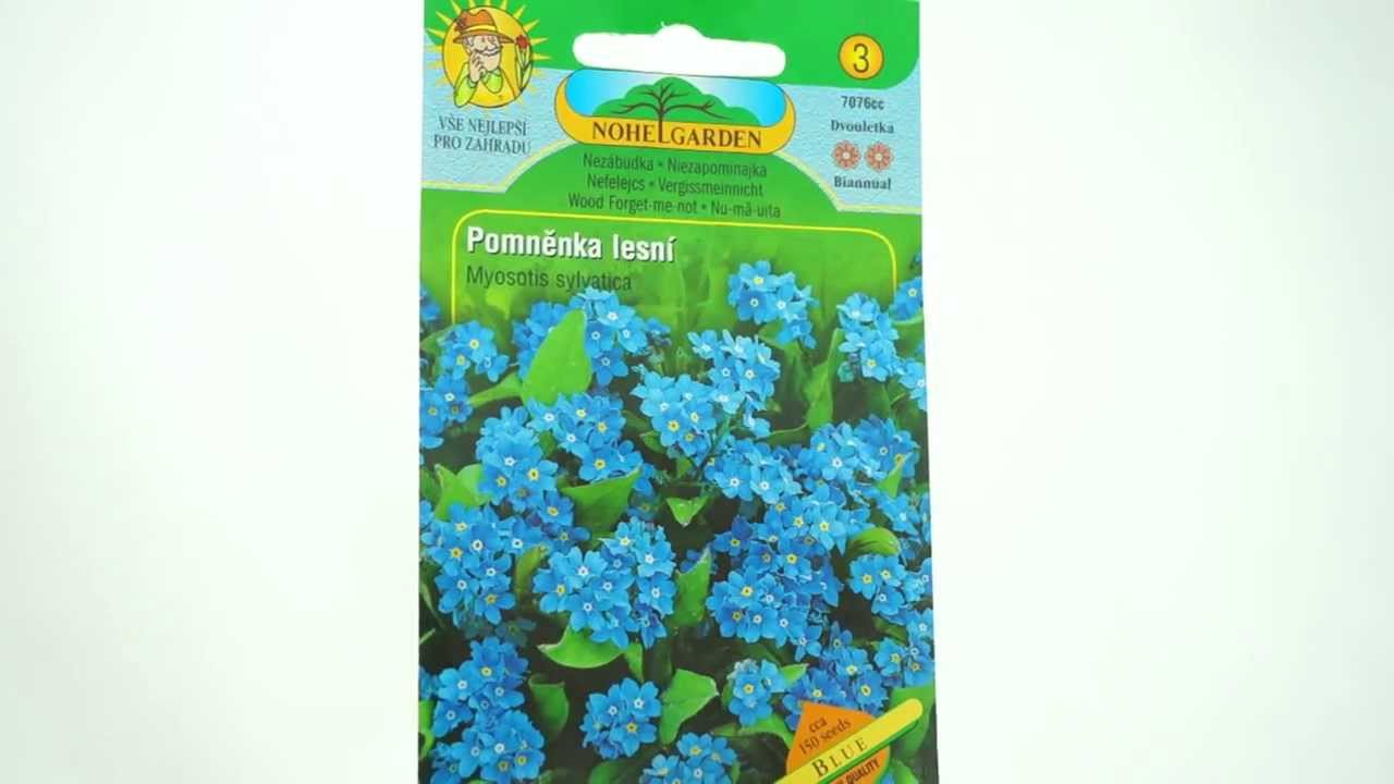Pomněnka lesní Blue