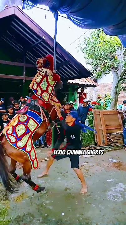 sang pawang bergelantung di perut kuda renggong #shorts #kudarenggong #kudasilat